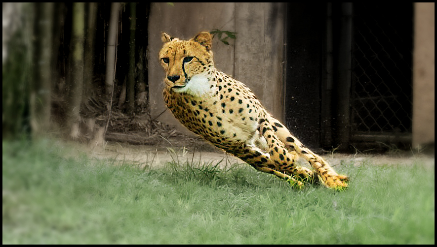 Like TikTok the agile Cheetah is blisteringly fast...