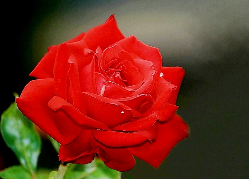 "Rosa lucieae Franch. & Rochebr. ex Crép. Wichura's Rose.": Lens: Canon ...