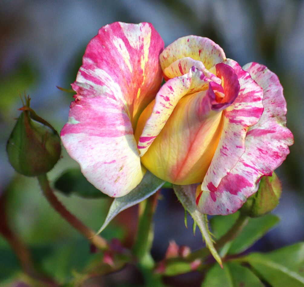 Googleand Roses Andy's Roses : He loved them like people 🌞🌞🌞...