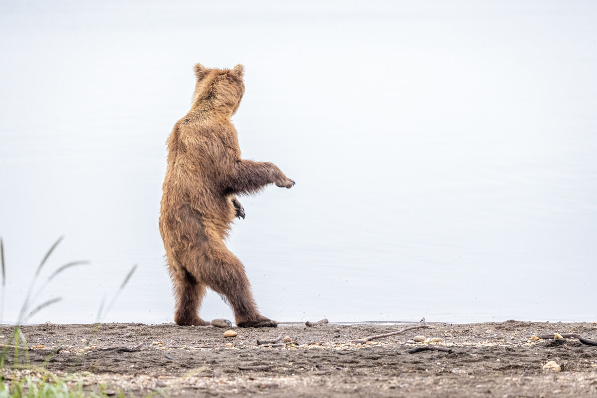 Caught this bear in the act of practicing the hula...