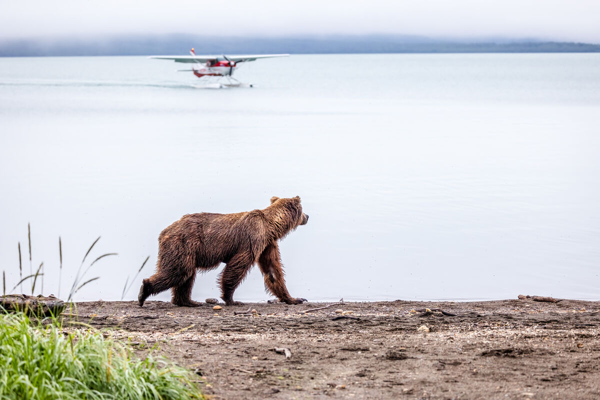 I think the bears like to watch the planes come in...