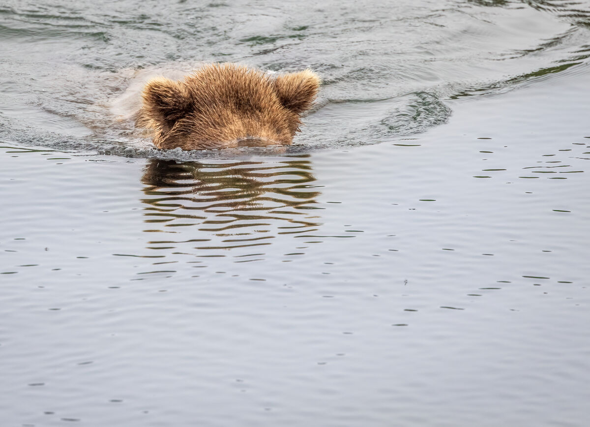 Bear snorkeling!  They stick their heads in the wa...