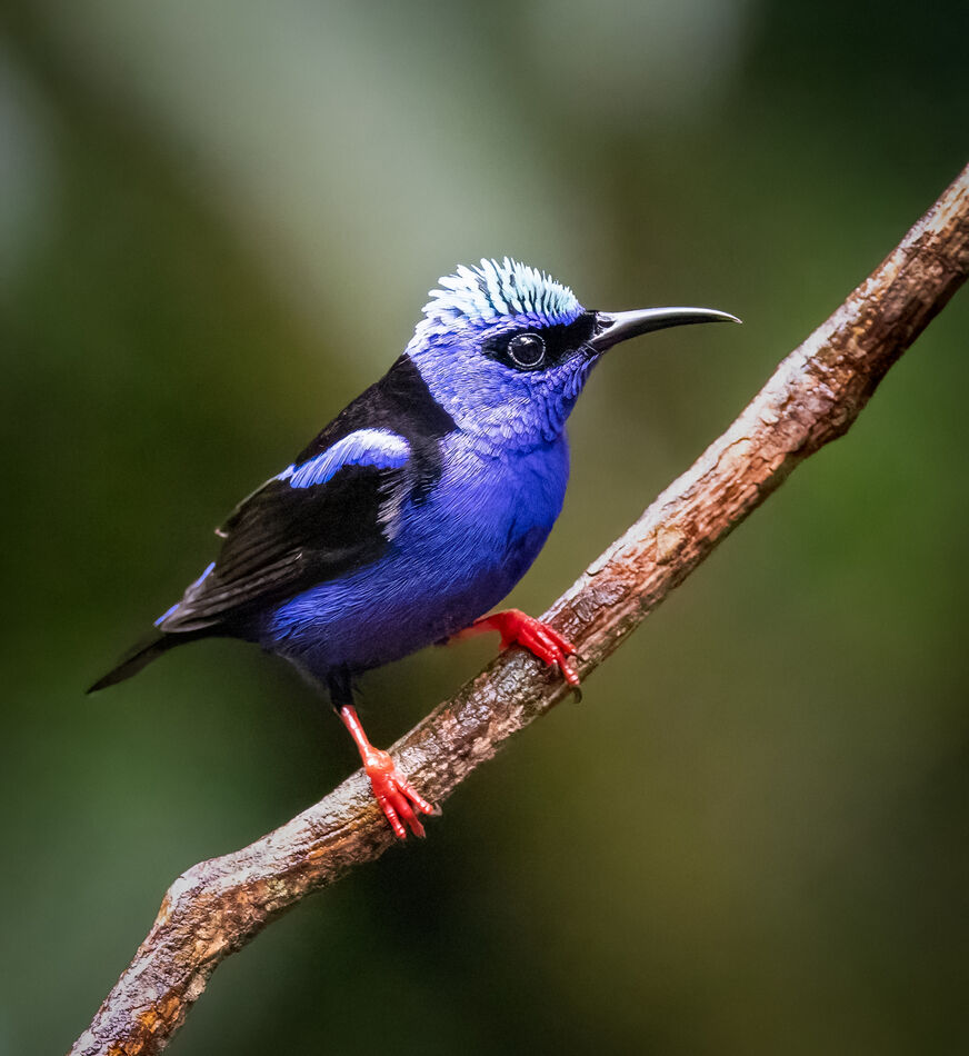 On a more colorful note, the honeycreepers were a ...