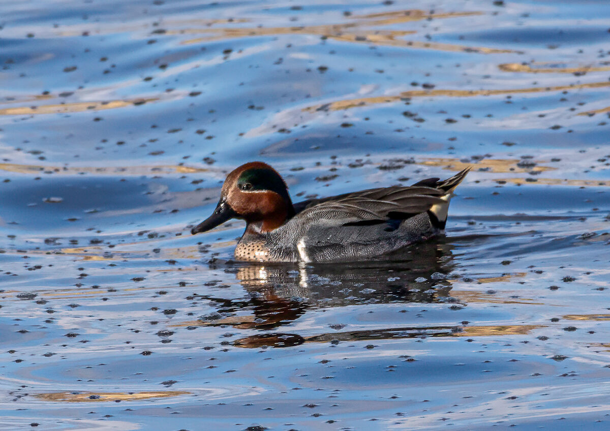 Male Green Winged Teal...