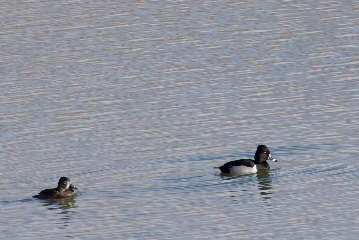 Male and Female Ring-necked Duck...