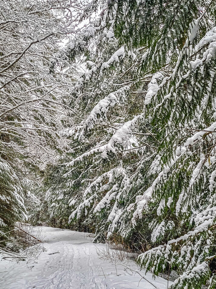 7 - Snow-covered forestry road along the river...