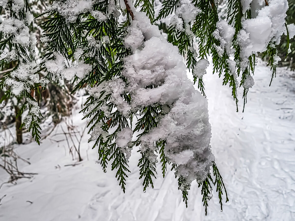 10 - Snow accumulation detail on cedar tree branch...