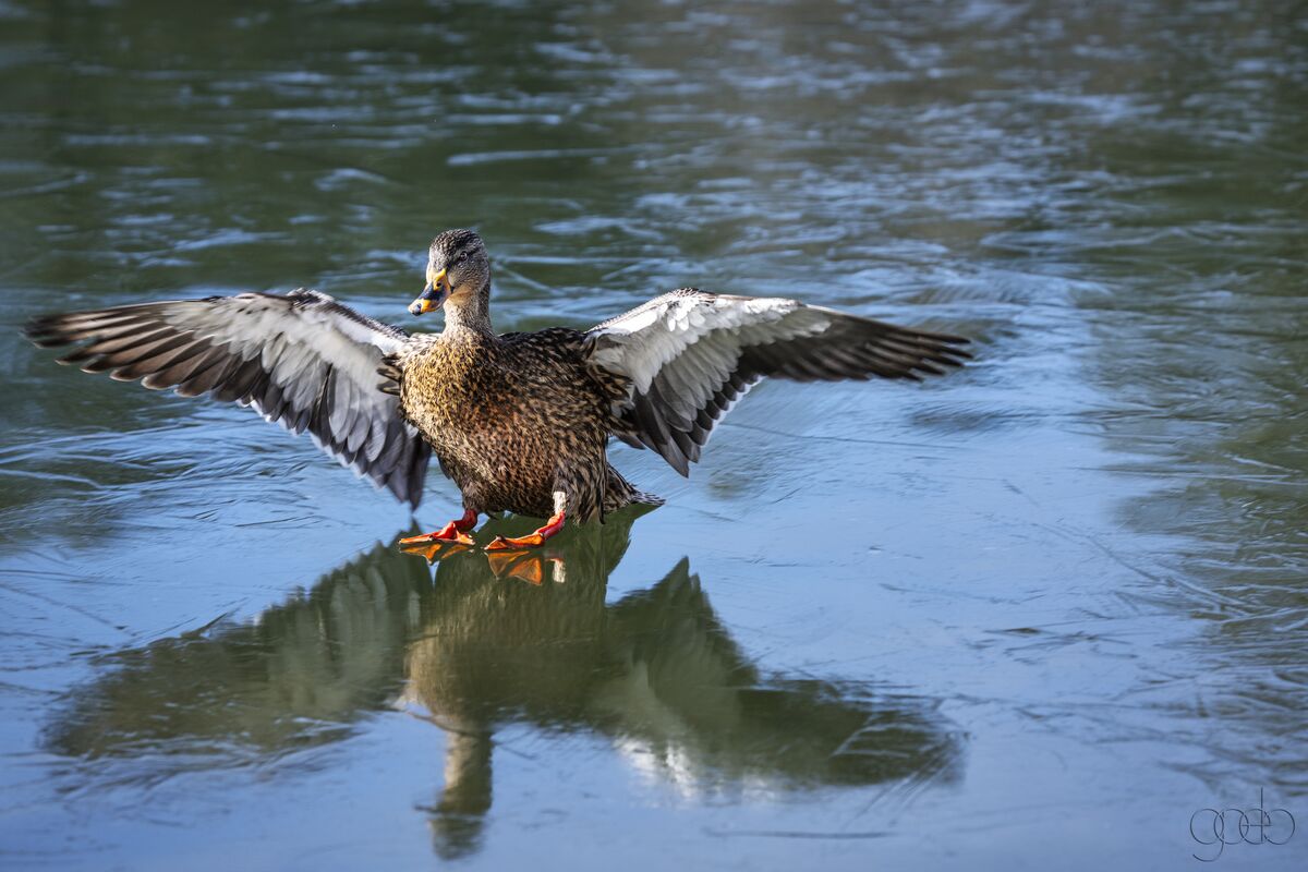Duck Landing on Ice Goldwater Lake...