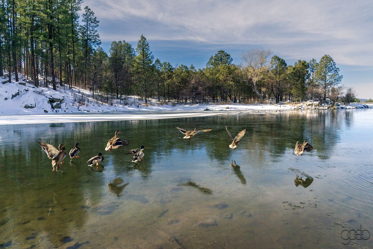Ducks on Ice Goldwater Lake...