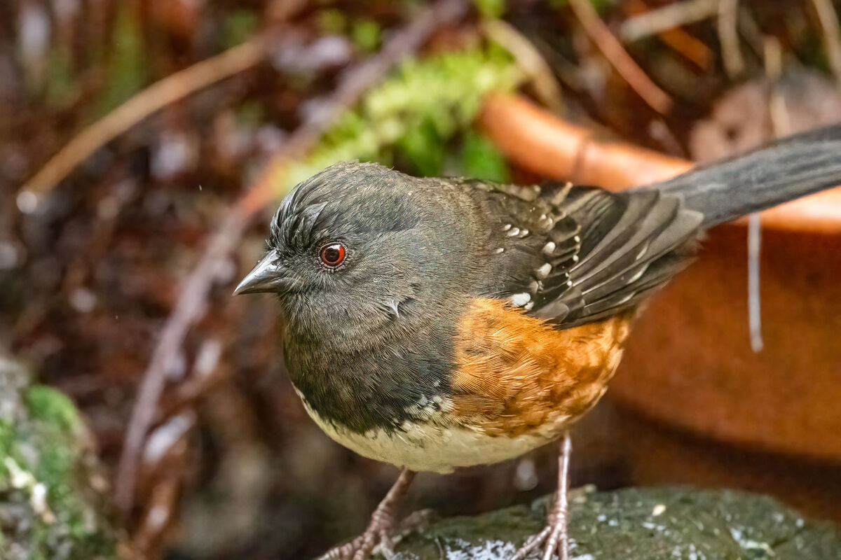 Spotted Towhee...