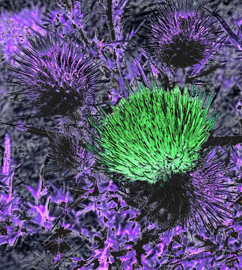 SIMPLE THISTLE MADE SURREAL...