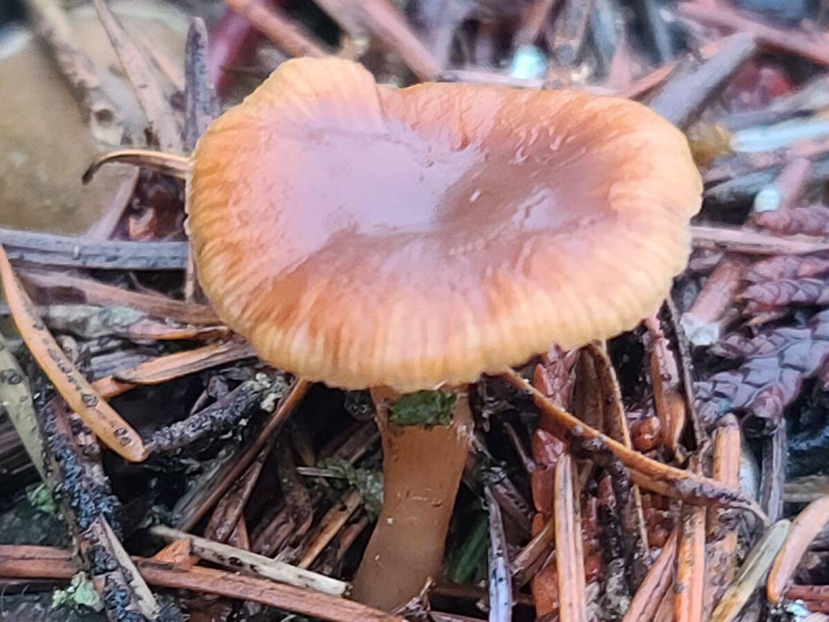 A small mushroom....