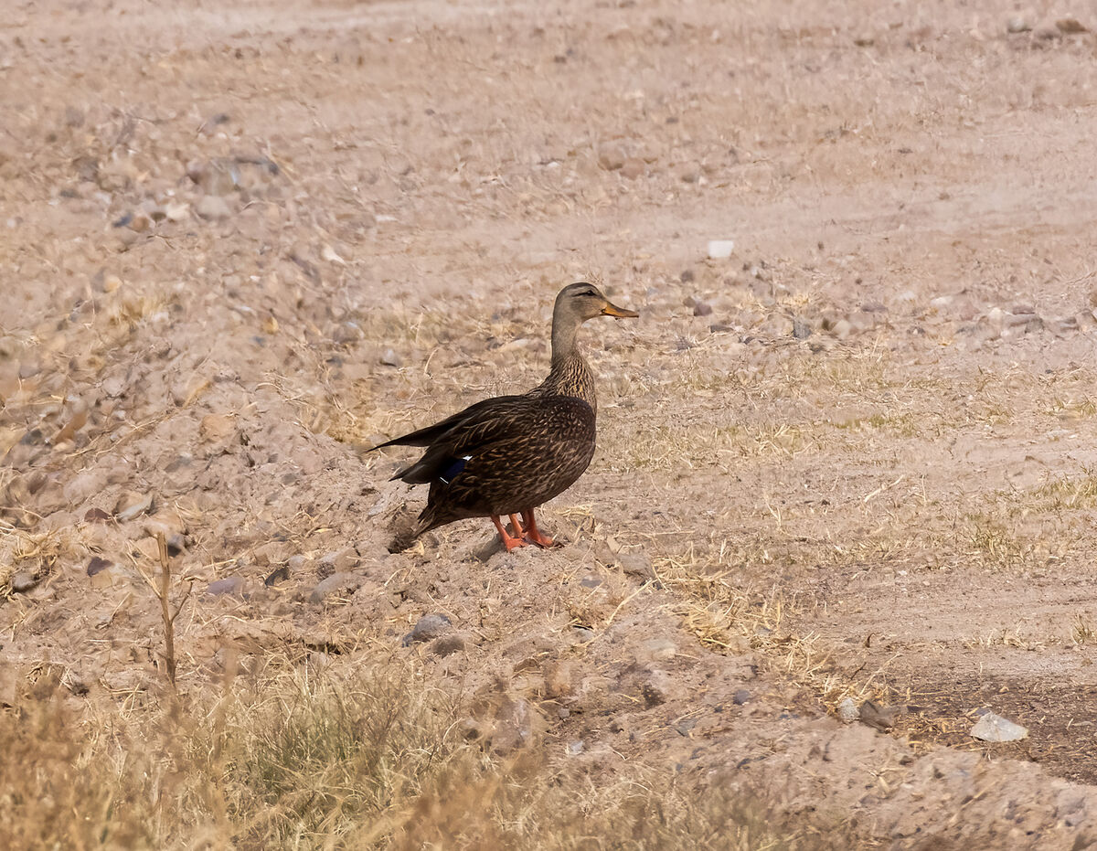 Some more birds: And a bee or two. The Mexican Duck used to be ...