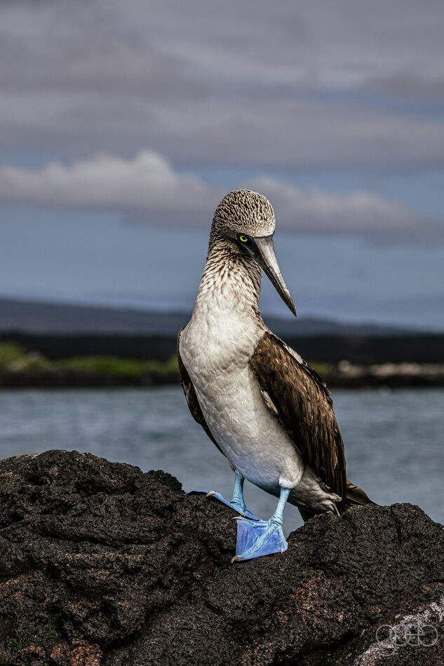 Blue Footed Booby on Lava Reef...