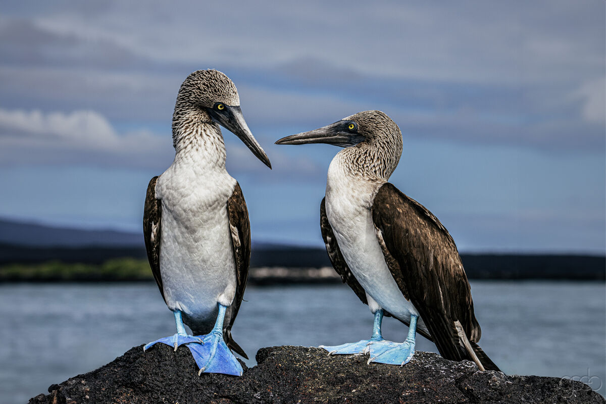 Blue Footed Boobys on Lava Reef...
