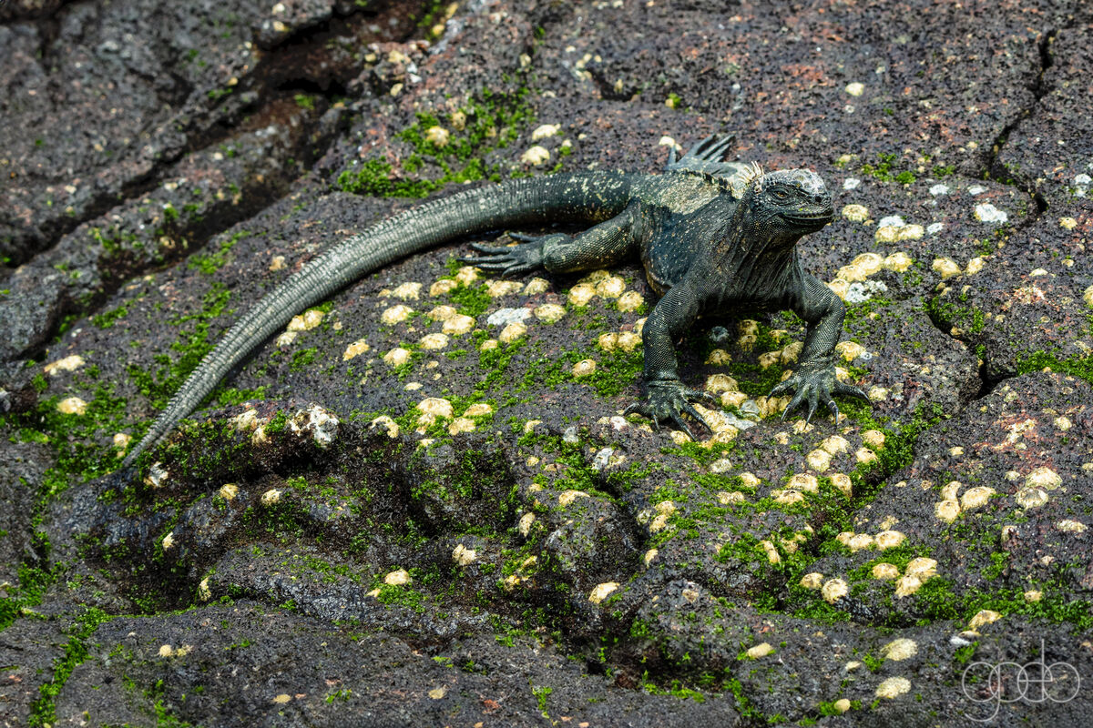 Marine Iguana on lava reef...