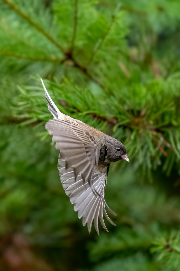 Junco On The Wing...
