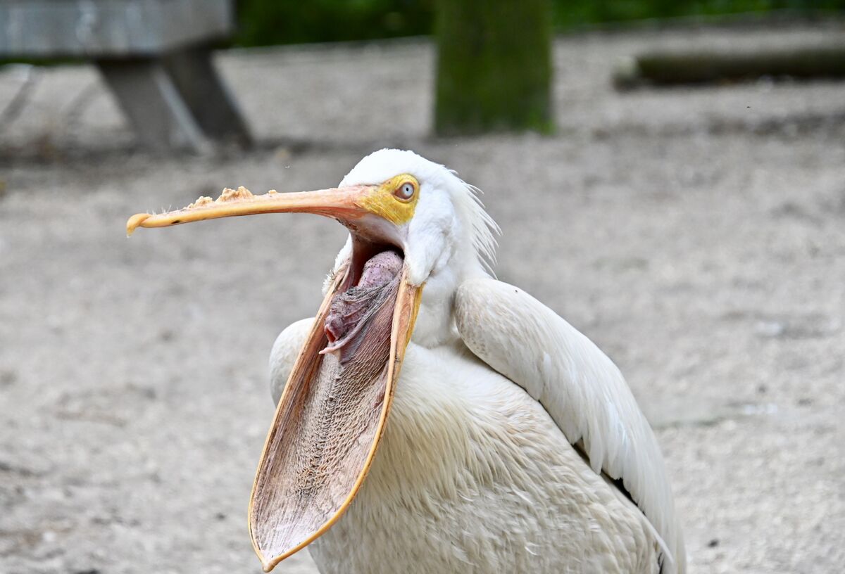 The tongue is scarier than the beak...