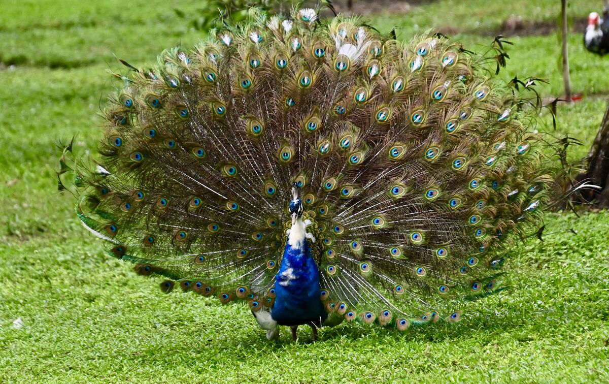 A peacock in full bloom...