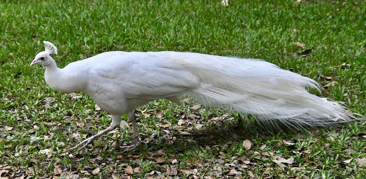 White peacock...