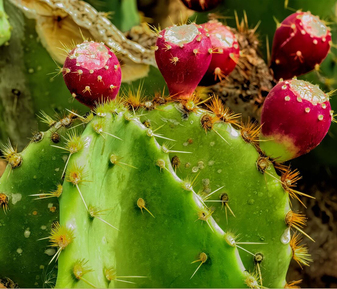 Desert Colors: We lived in Phoenix for 40 years and moved to Indiana ...