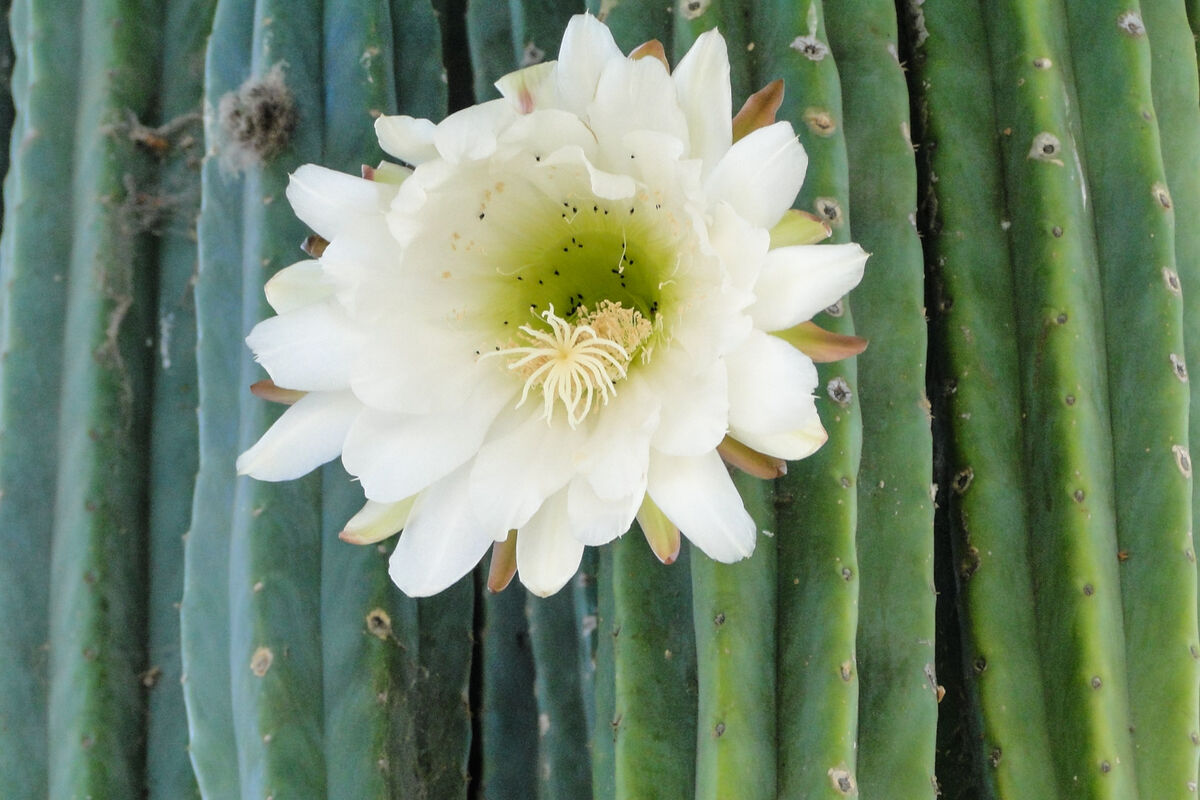 Flower from the side of a cactus, never seen this ...