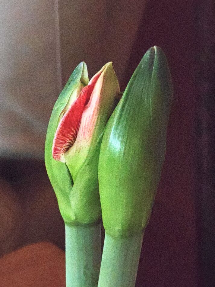 Friend gave me this amaryllis for Christmas...