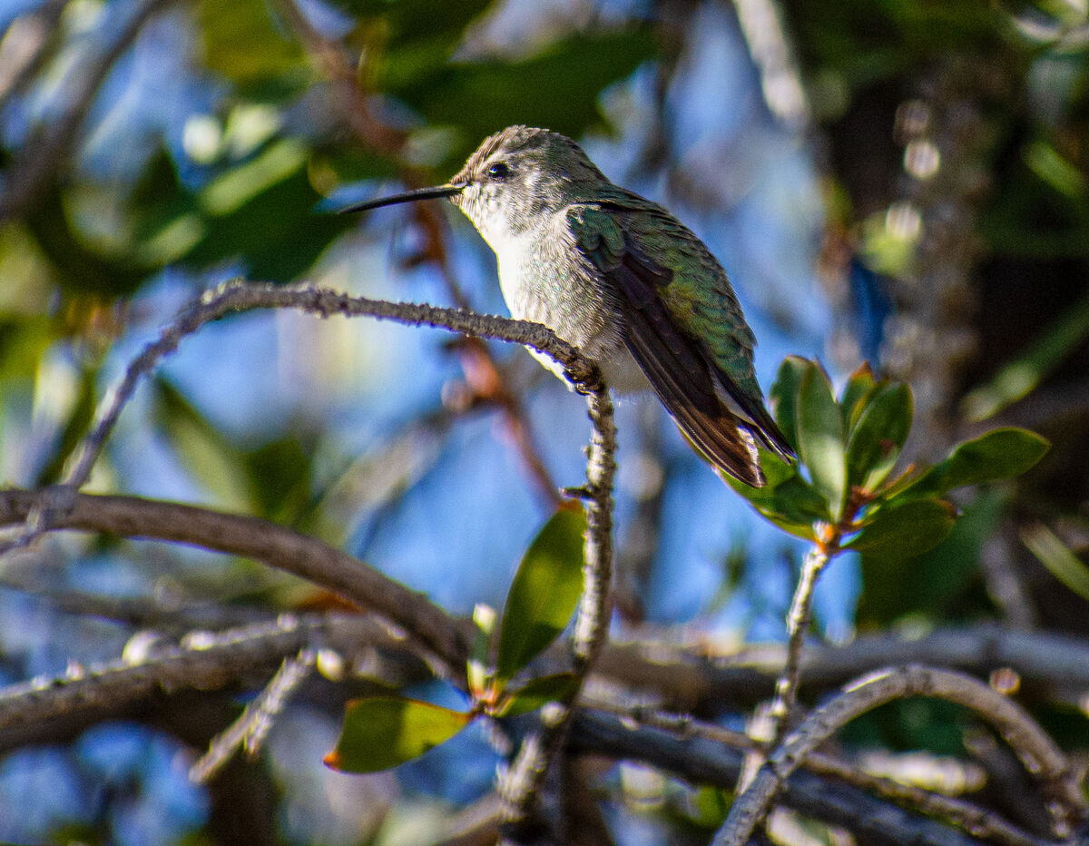Female Anna's Hummingbird (I think)...