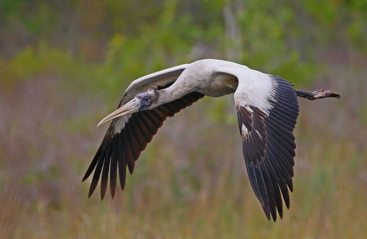 Juvie Wood Stork...