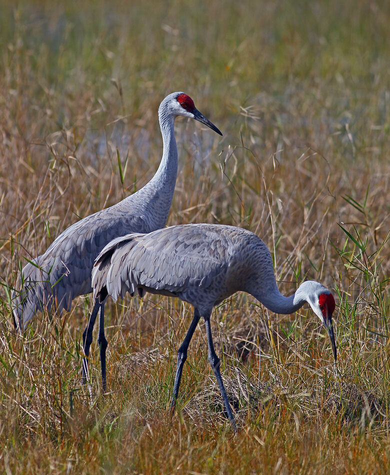 He and She Sandhills - I hope they are thinking of...