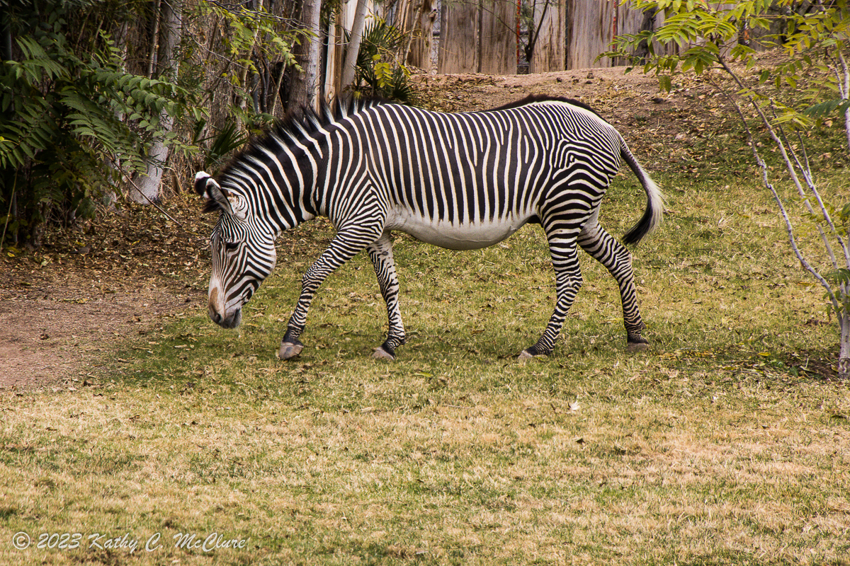 I'm told that a few days later a baby zebra was bo...