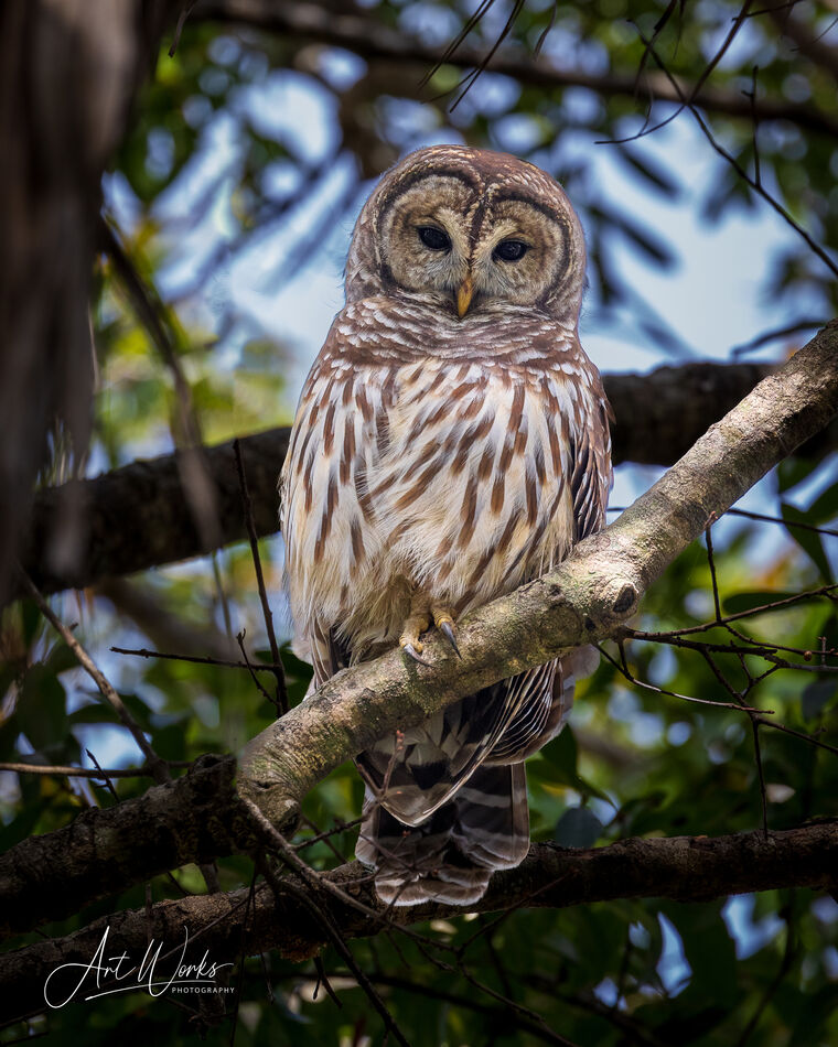 Barred owl in Wellington, FL neighborhood...