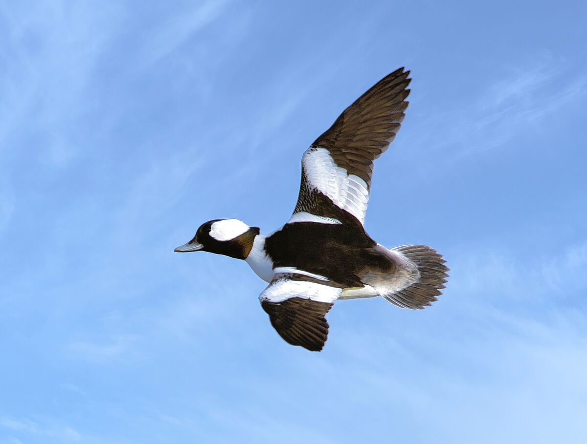 BIFs Buffleheads That Is Sheepshead Bay Brooklyn NYC Please   T1 475766 428lum Sharpenai Softness 