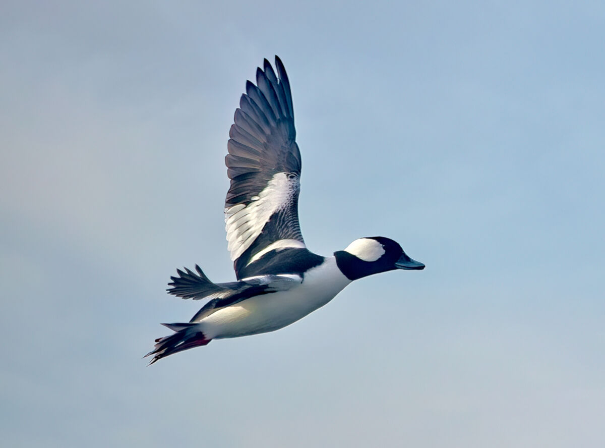 BIFs Buffleheads That Is Sheepshead Bay Brooklyn NYC Please   T1 488363 Um Sharpenai Softness Copy 