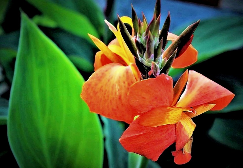 Canna Hybrida Rodigas Canna Lily Lens Pentax DA 18 55mm Kit Camera canna-hybrida-rodigas-canna-lily-lens-pentax-da-18-55mm-kit-camera