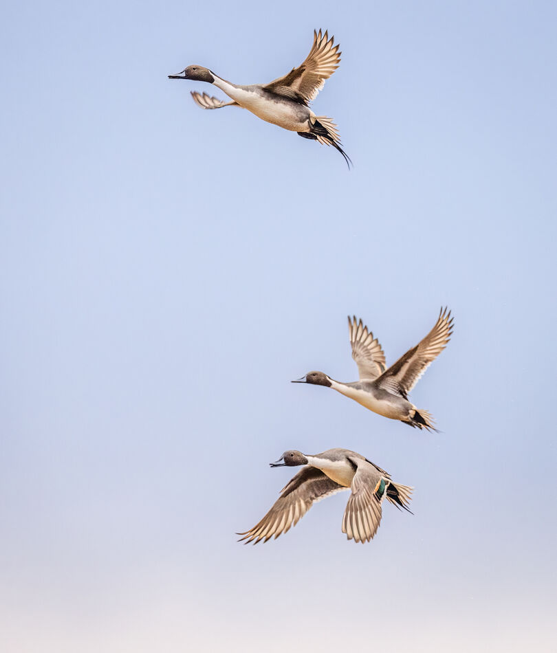 I believe Pintail ducks, correct me if I'm wrong!...
