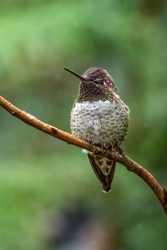 Anna's Hummingbird-Male...
