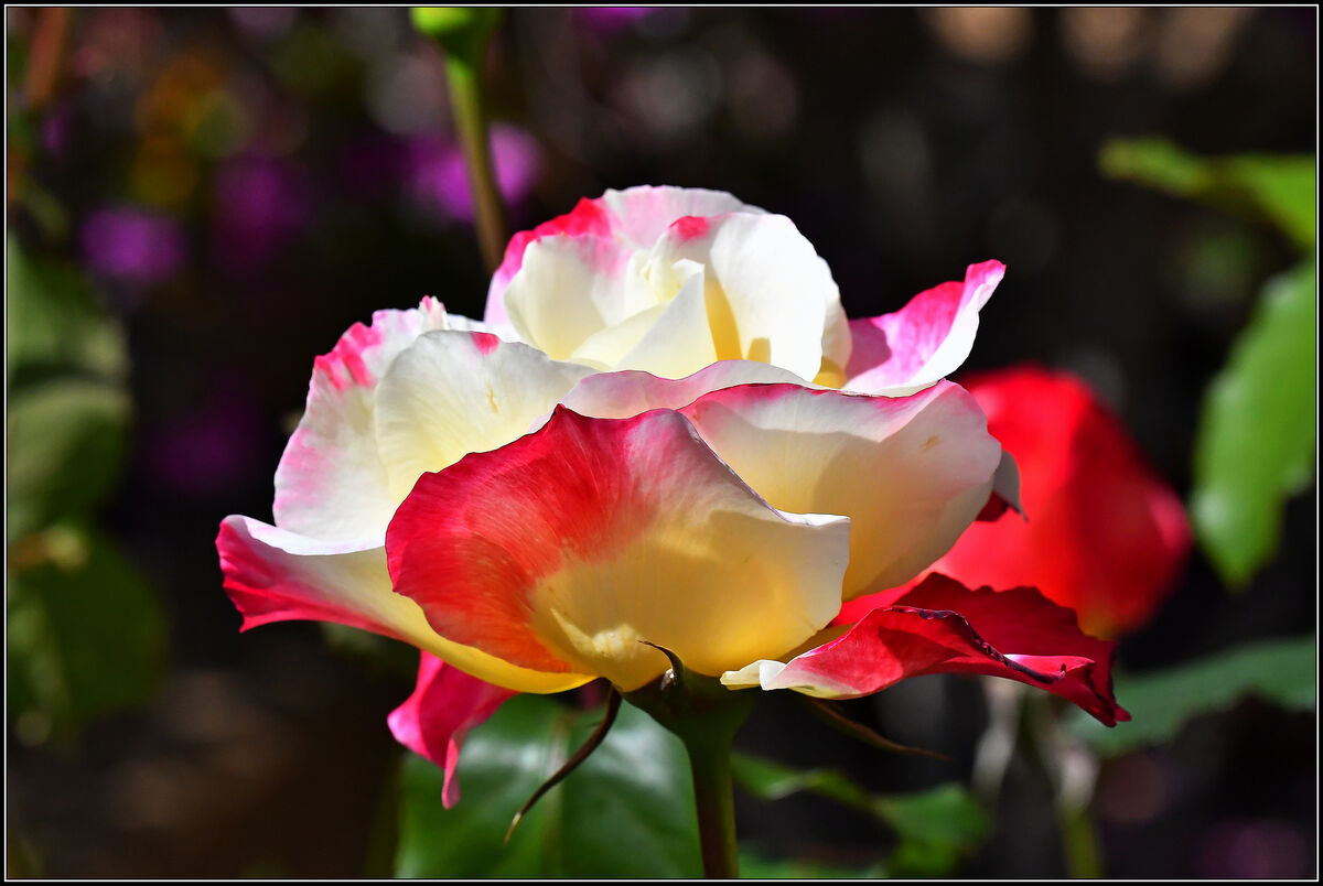 New Blooms: I don't shoot many flowers but these have just bloomed and ...