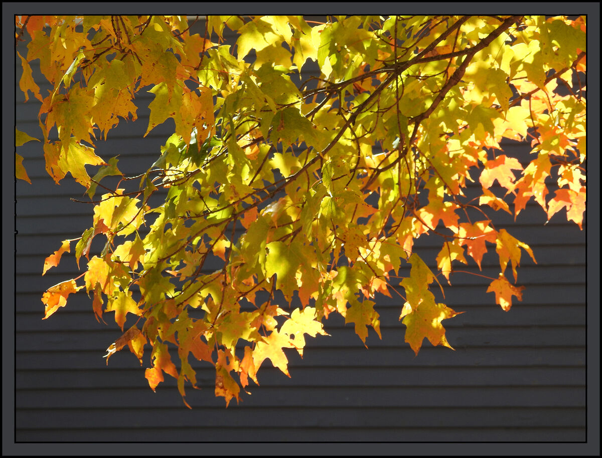 gold-leaves-back-lit-maple-leaves-have-just-the-right-light-to-show