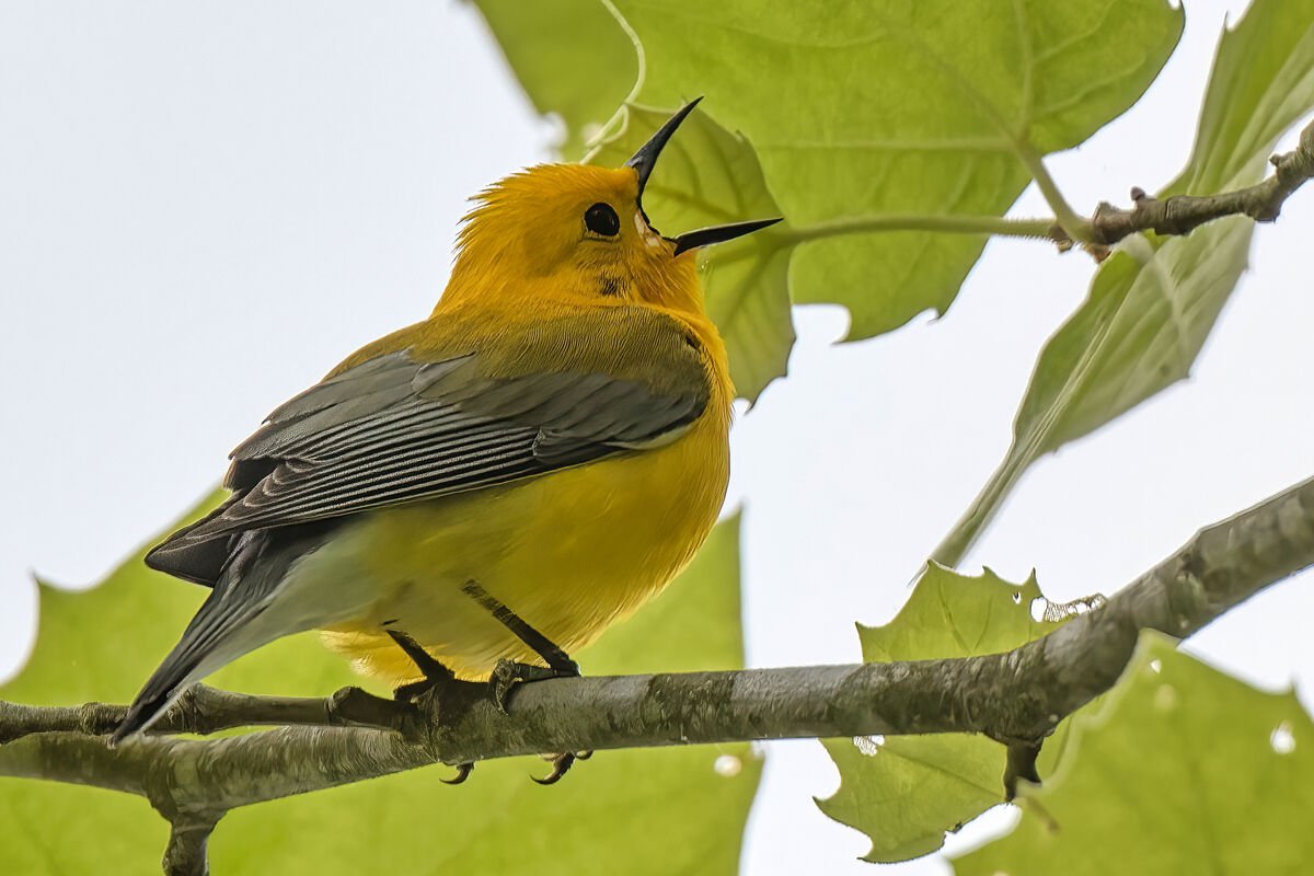 Loud little bird Prothonotary warblers are small birds but loud.