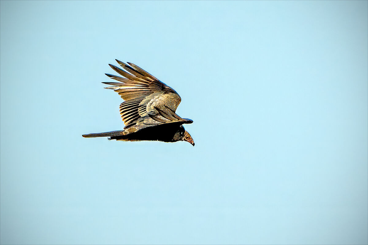 Cape May National Migratory Bird Refuge Last Sunday, I participated in