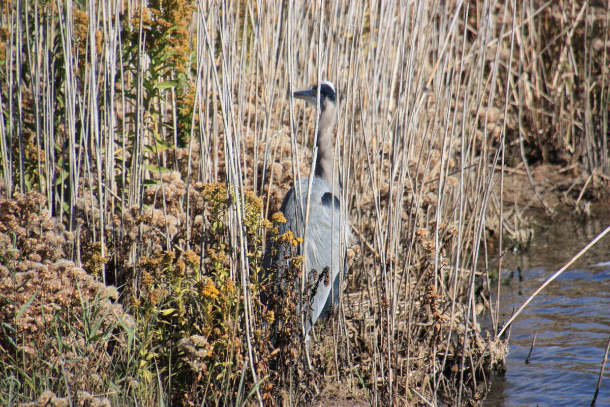 Some feathered creatures.. at the Edwin B. Forsythe Wildlife Refuge in