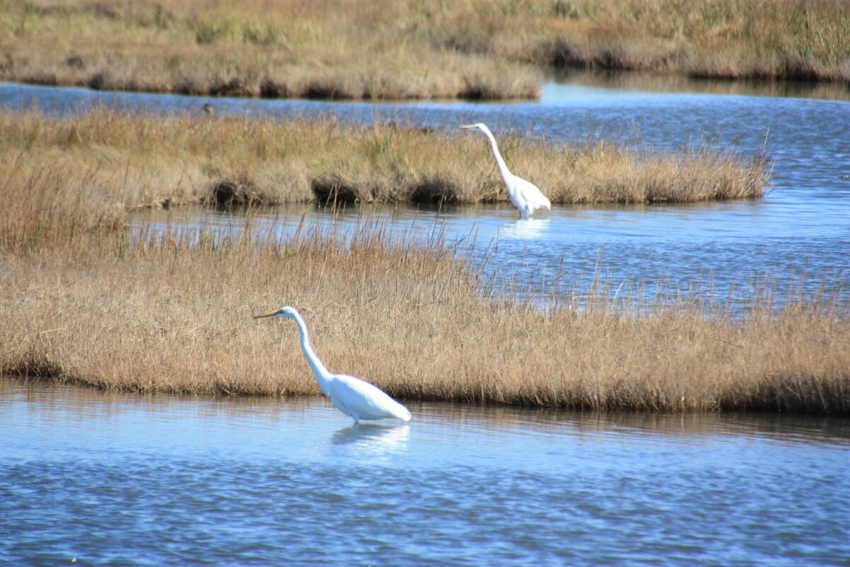 Some feathered creatures.. at the Edwin B. Forsythe Wildlife Refuge in