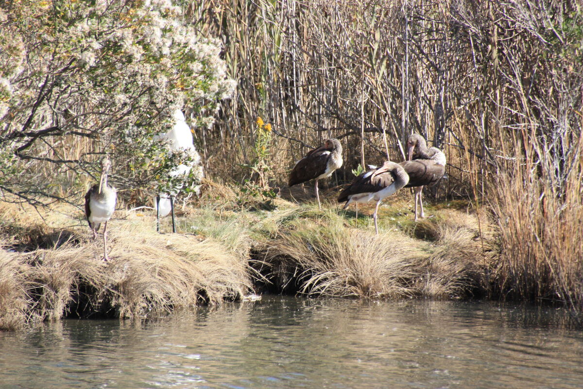 Some feathered creatures.. at the Edwin B. Forsythe Wildlife Refuge in