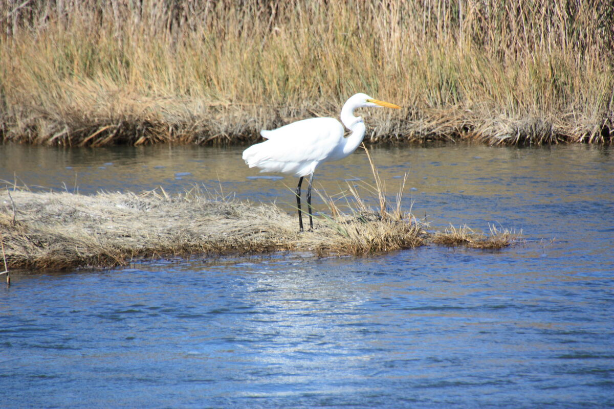 Some feathered creatures.. at the Edwin B. Forsythe Wildlife Refuge in