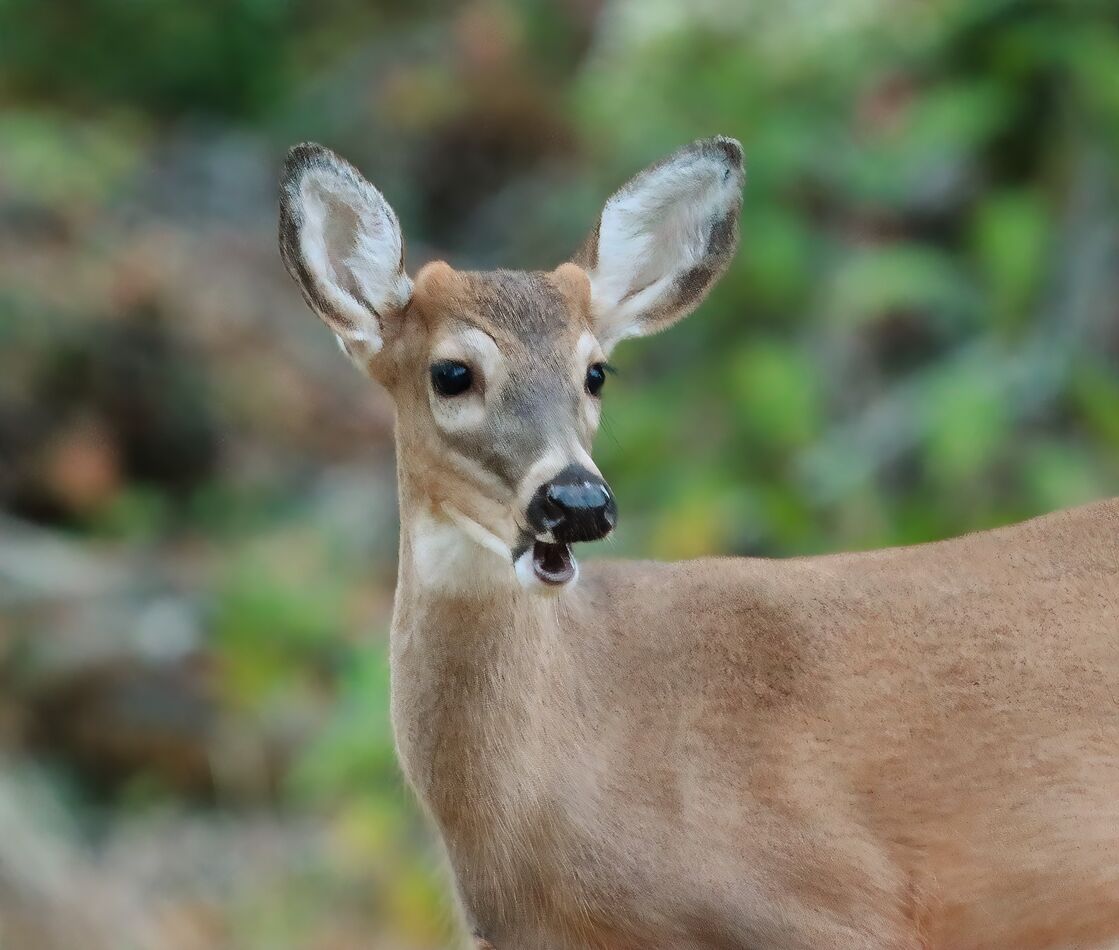 The deer were spotted again! Thanks to someone in the playground who