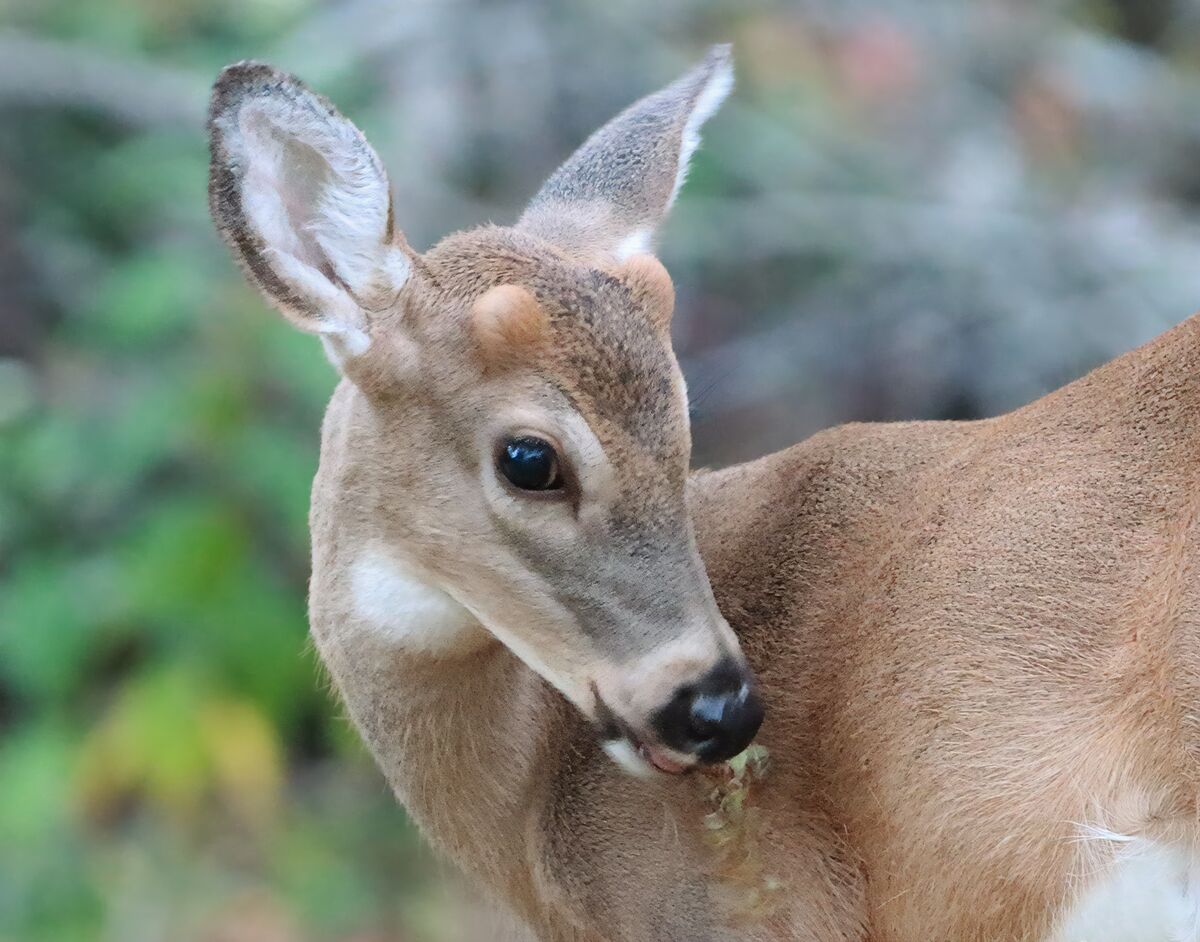 The deer were spotted again! Thanks to someone in the playground who