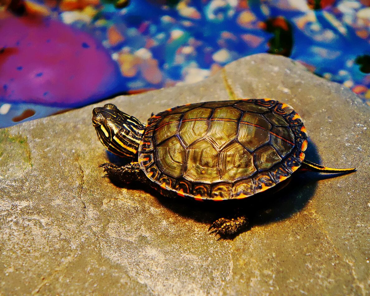 Turtle Yurtle Yurtle 2: Yurtle the Turtle, Notebaert Nature Center, Chicago :sm04 ...