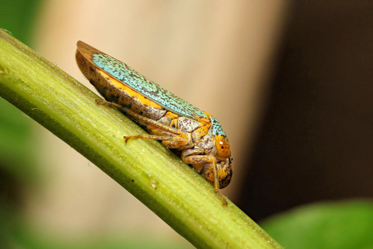 Hopper Fly Insect leaf hopper: this has been a strange year, insects i usually see didnt ...