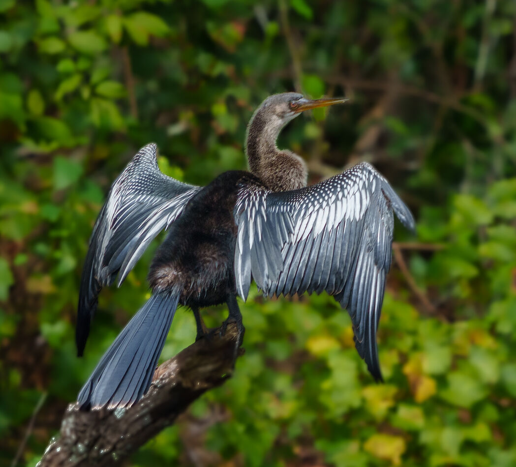 Hilton Head Island birds II As I cycled further along the bike paths